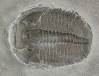 Elrathia Trilobite In Matrix - Utah #46028-1